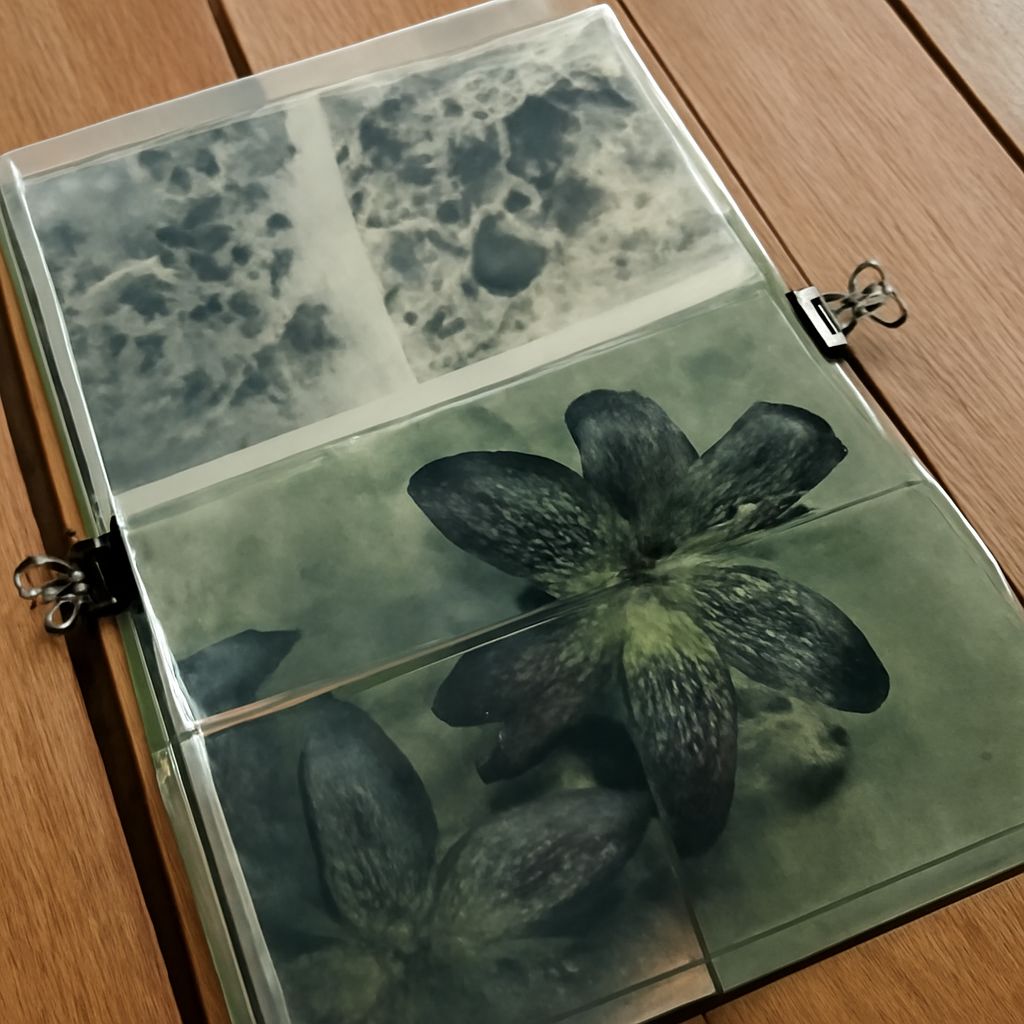 Blue cyanotype print beside the photo negative used for contact exposure